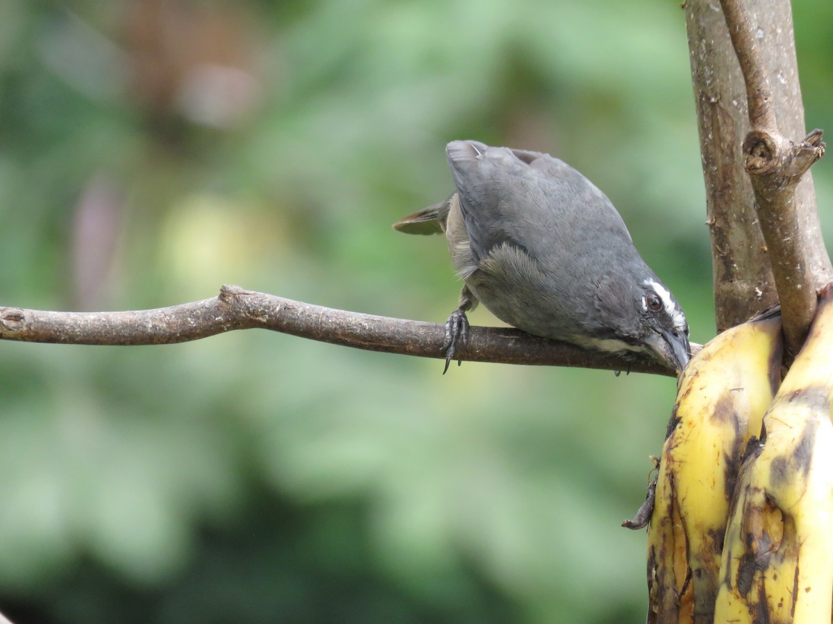 Cinnamon-bellied Saltator - ML51874701