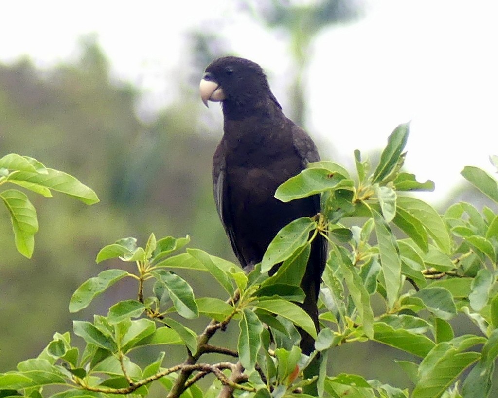 Lesser Vasa Parrot - ML518747141