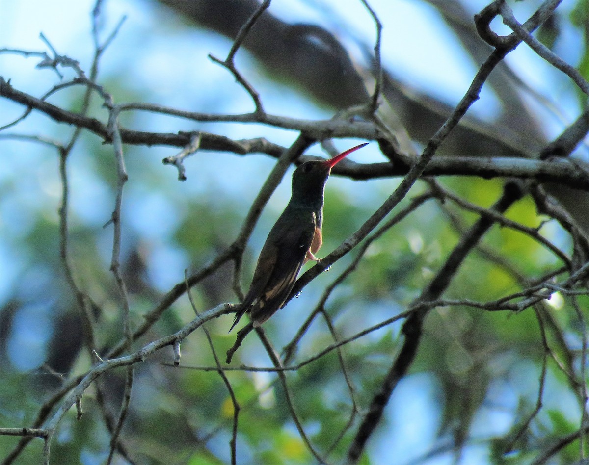 Buff-bellied Hummingbird - ML518747561