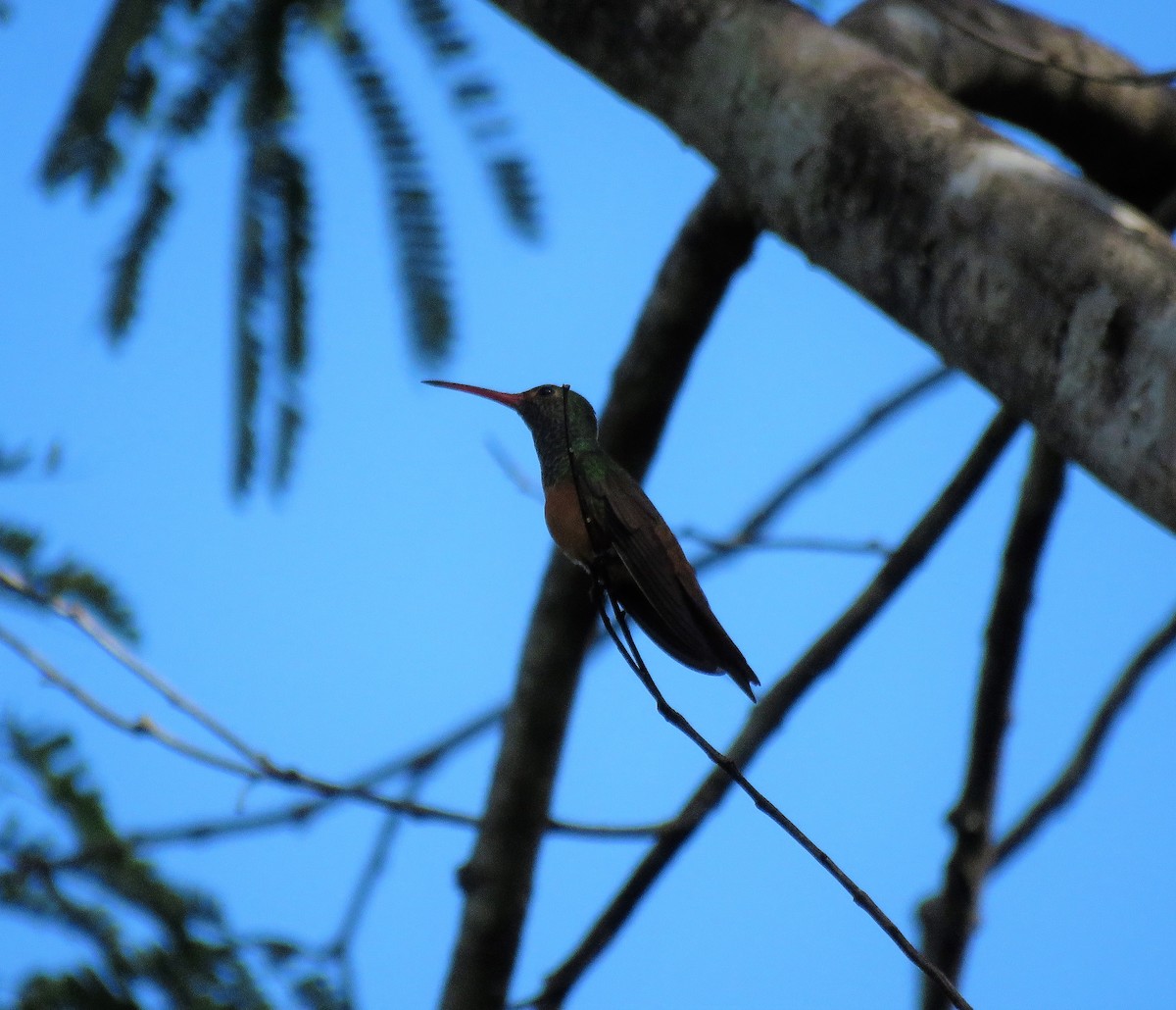 Buff-bellied Hummingbird - ML518747591