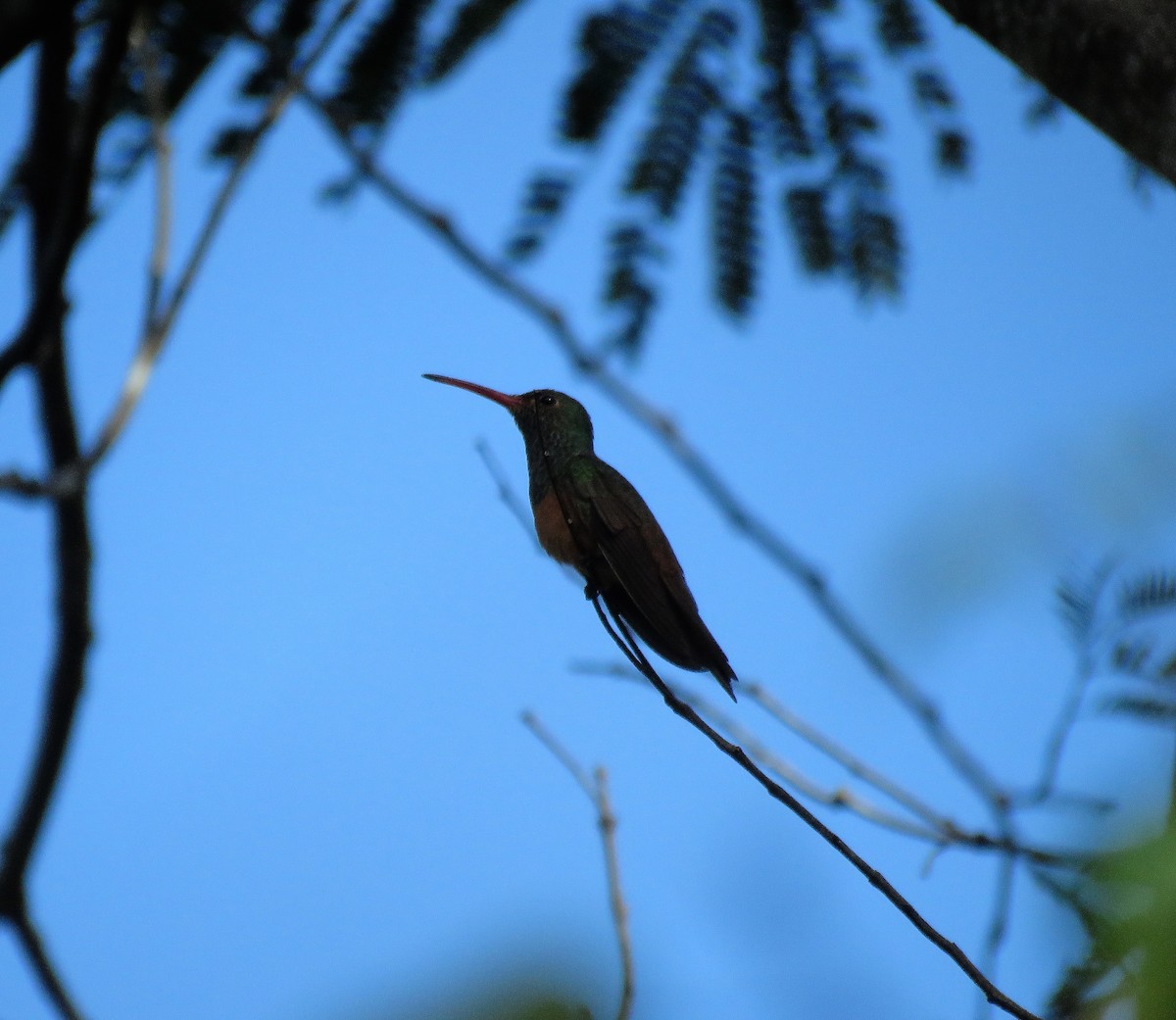 Buff-bellied Hummingbird - ML518747601