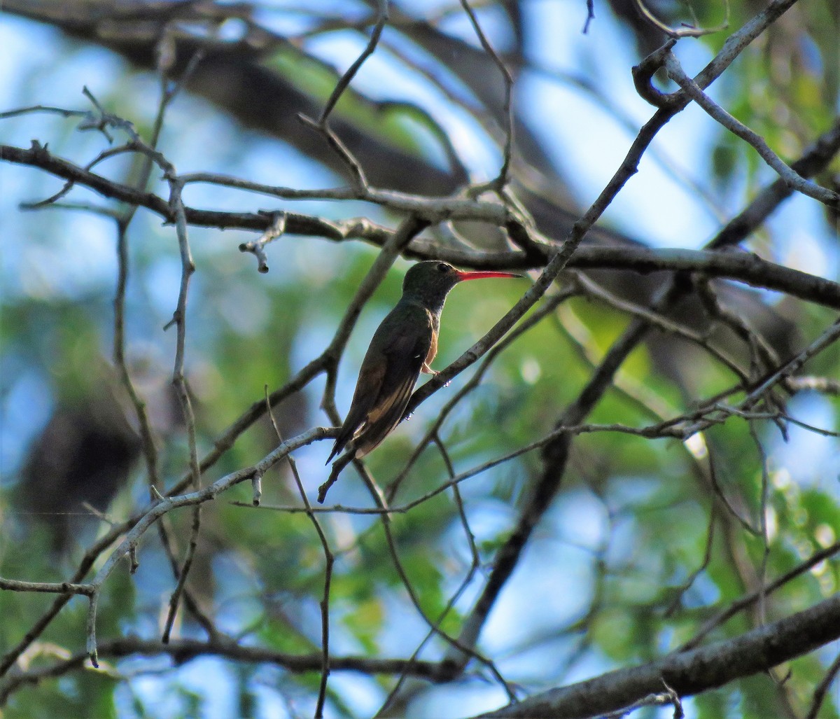 Buff-bellied Hummingbird - ML518747611