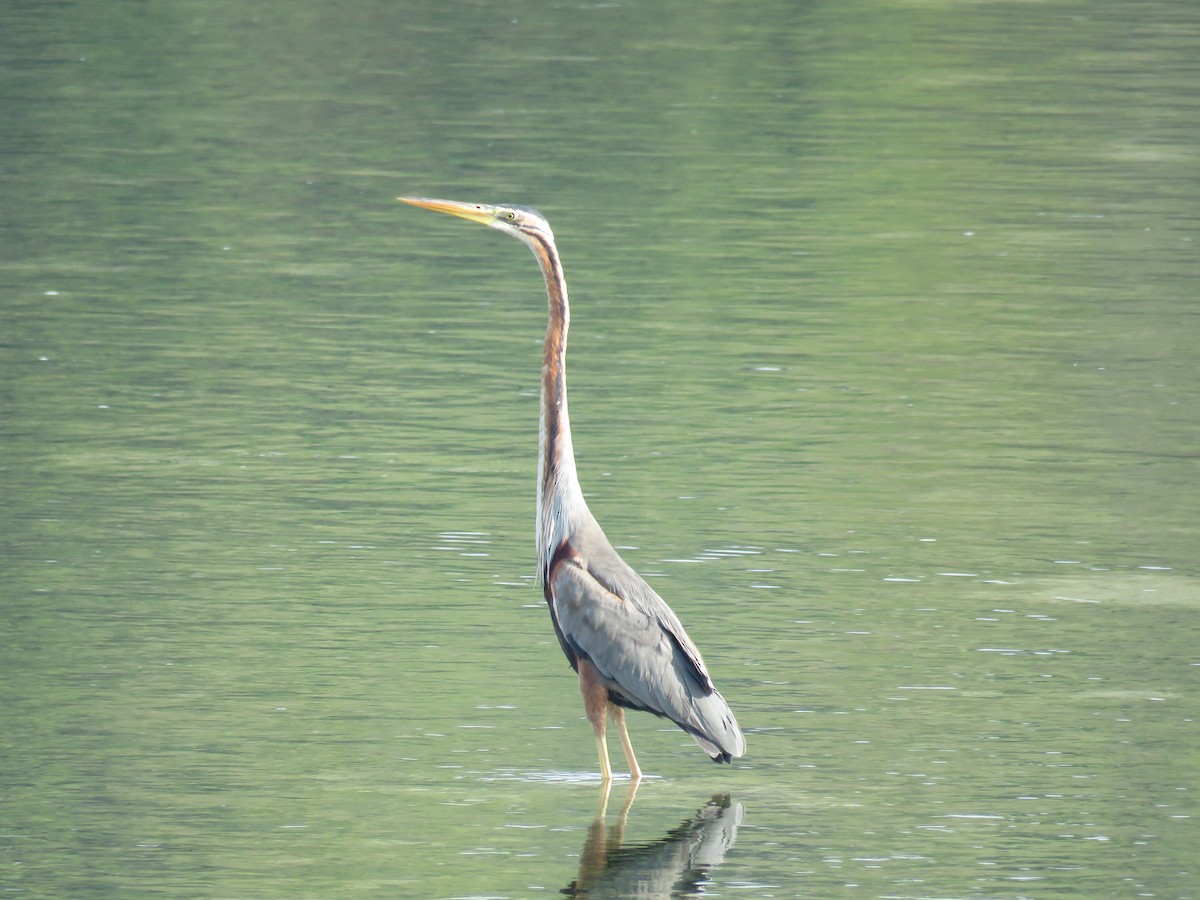 Purple Heron - Blair Dudeck