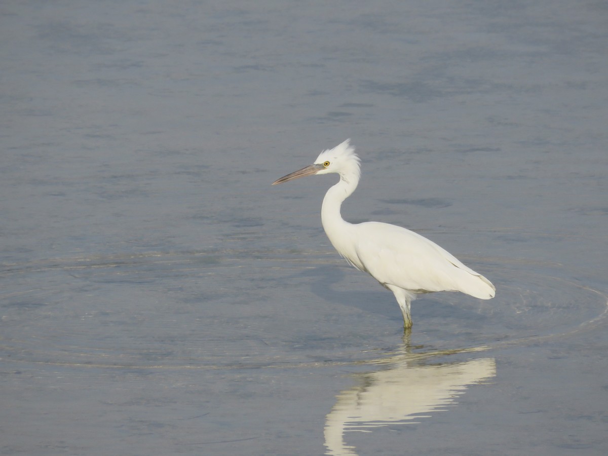 Pacific Reef-Heron - ML51874791