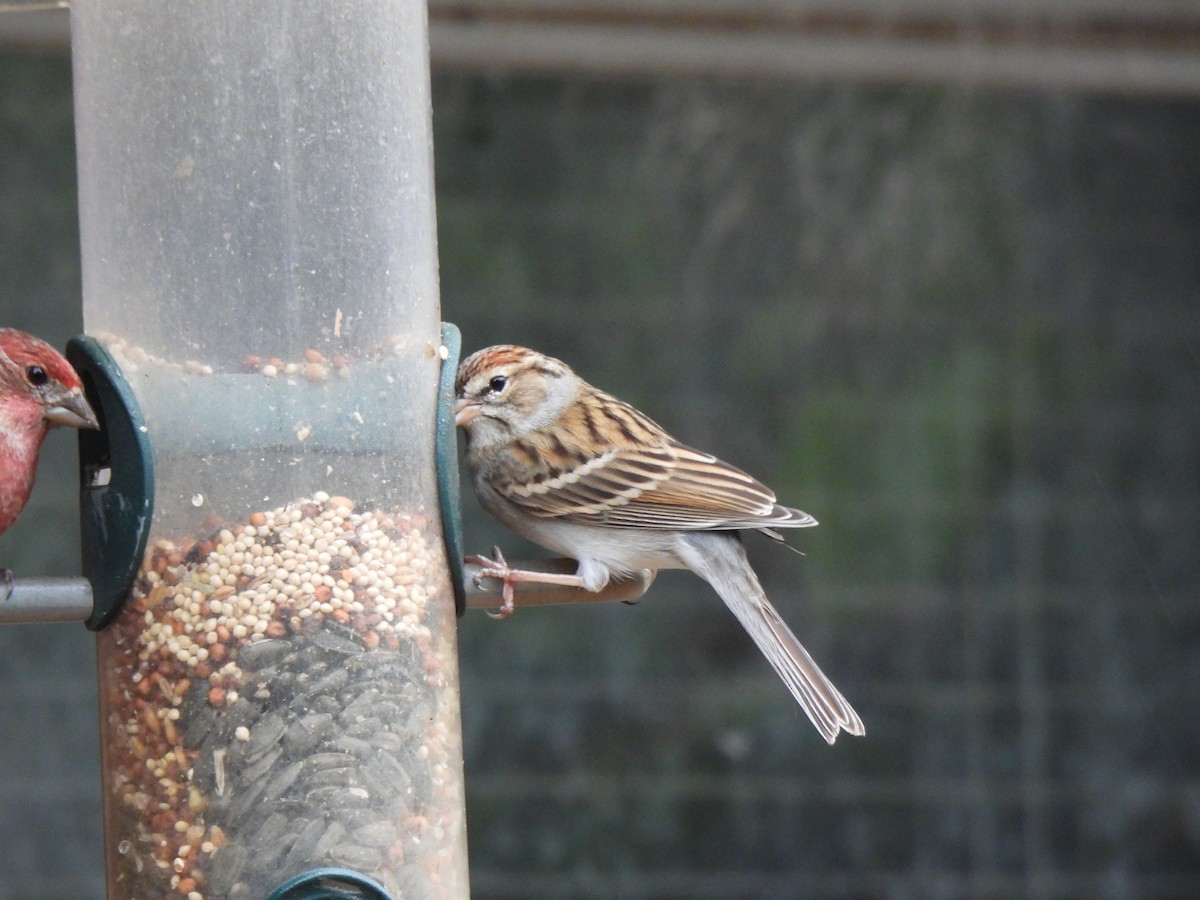 Chipping Sparrow - ML518748101