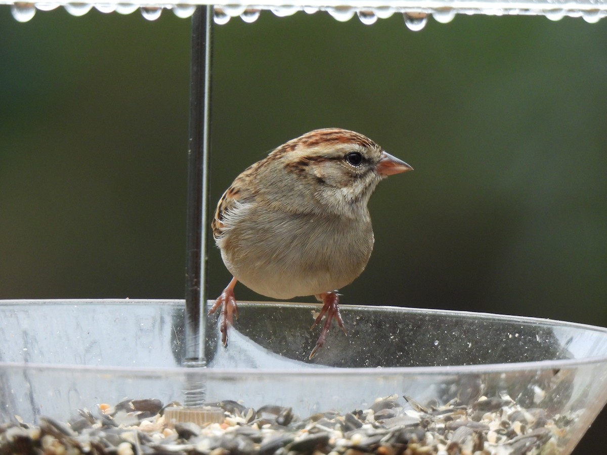 Chipping Sparrow - ML518748201