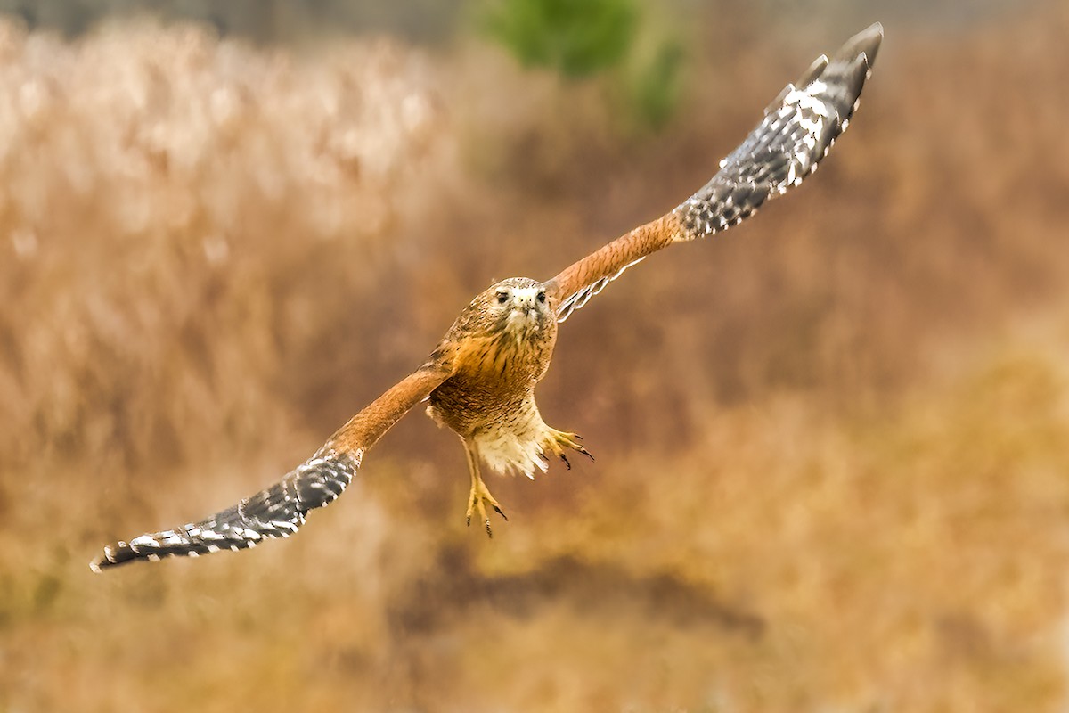 Red-shouldered Hawk - ML518748271