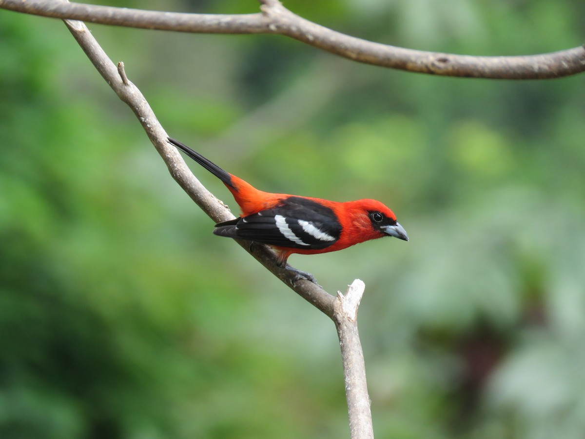 White-winged Tanager - ML51874881