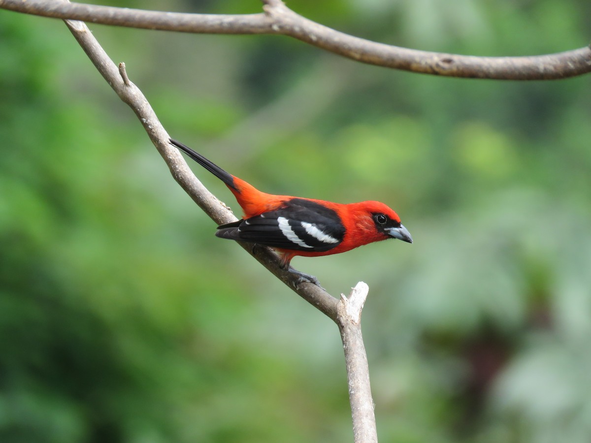 White-winged Tanager - Carla Bregman