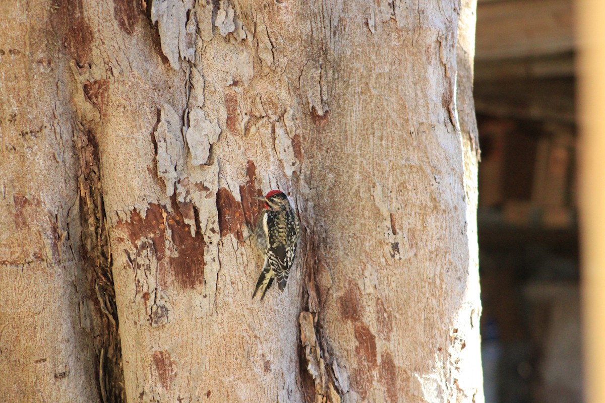 Yellow-bellied Sapsucker - ML518750211