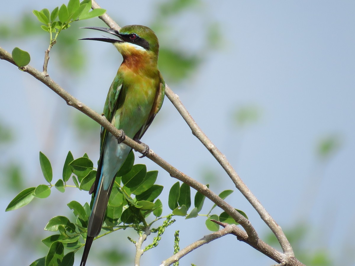 Blue-tailed Bee-eater - ML51875121