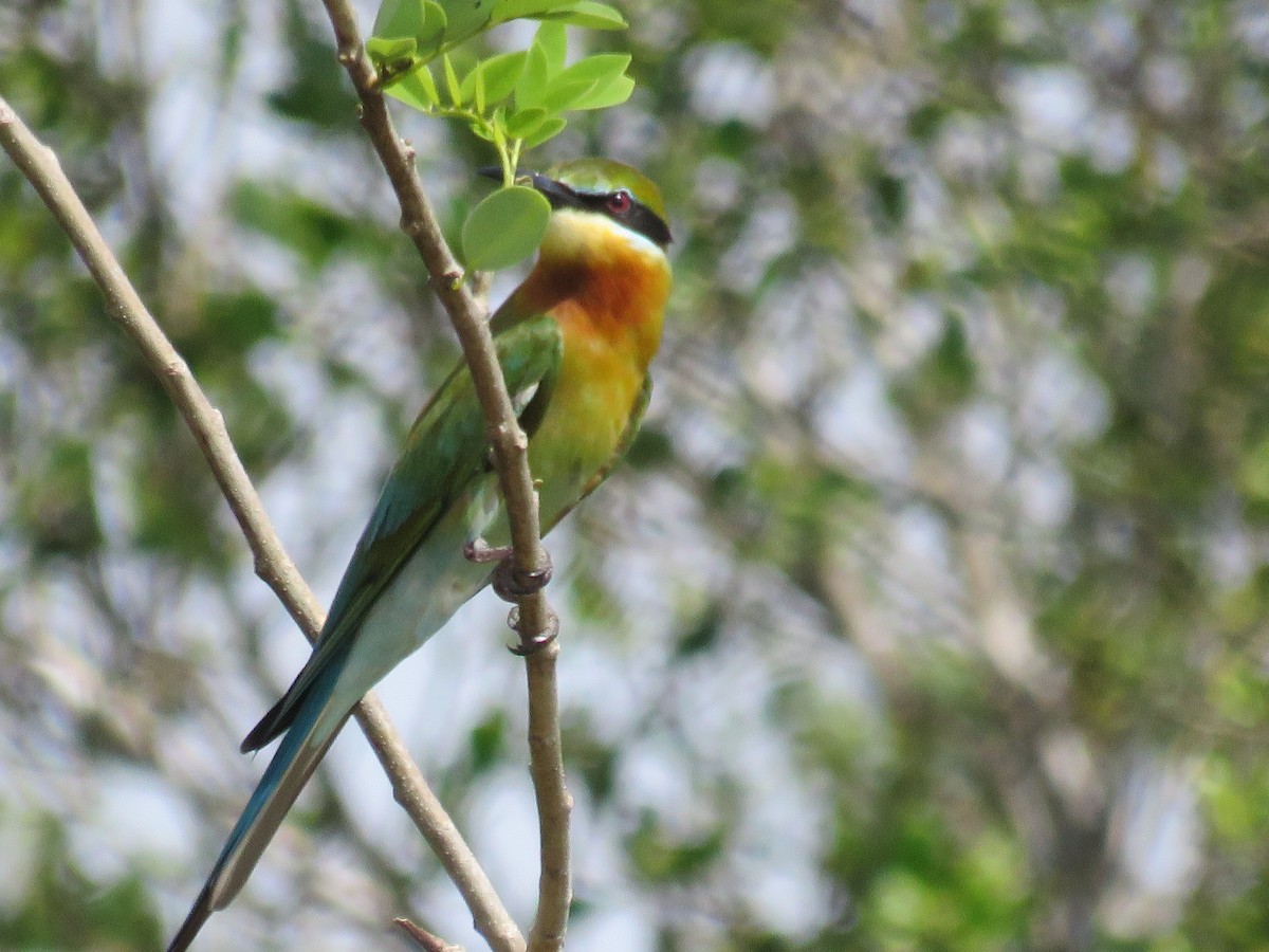 Blue-tailed Bee-eater - Blair Dudeck