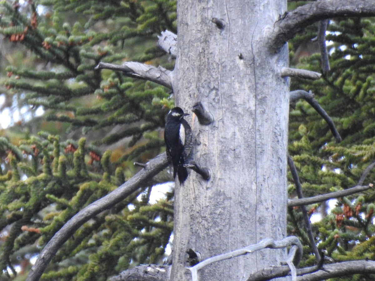 Williamson's Sapsucker - ML518751721