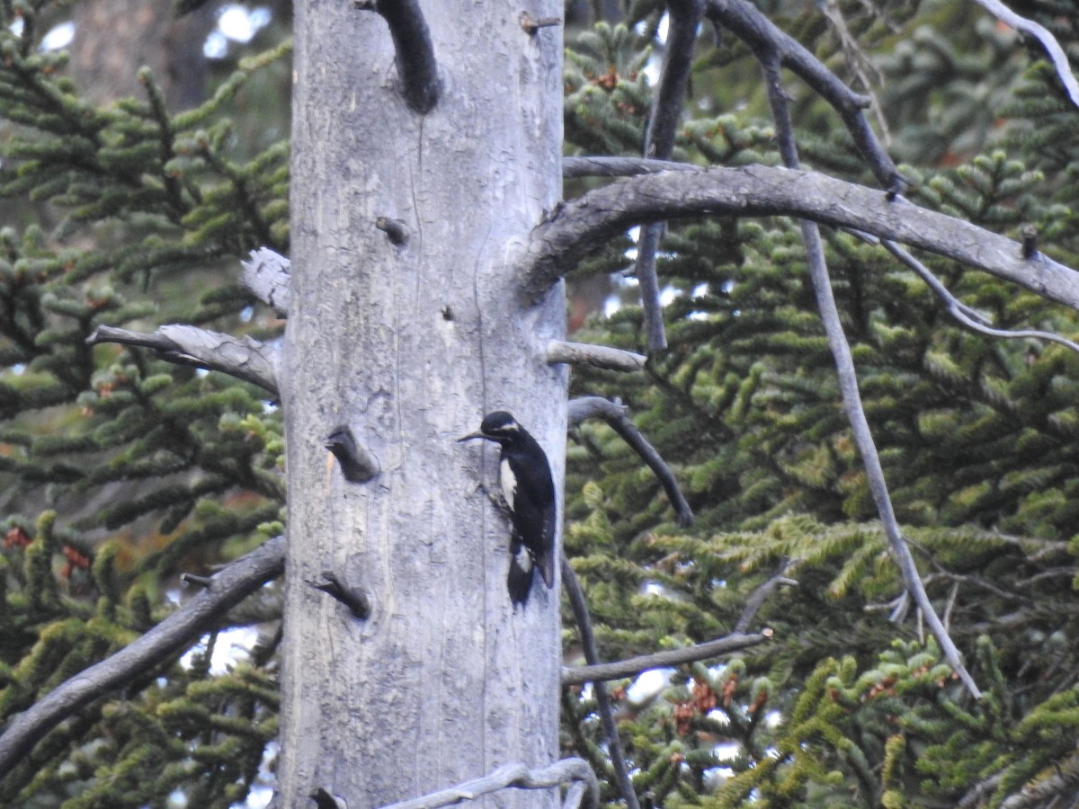 Williamson's Sapsucker - ML518751741