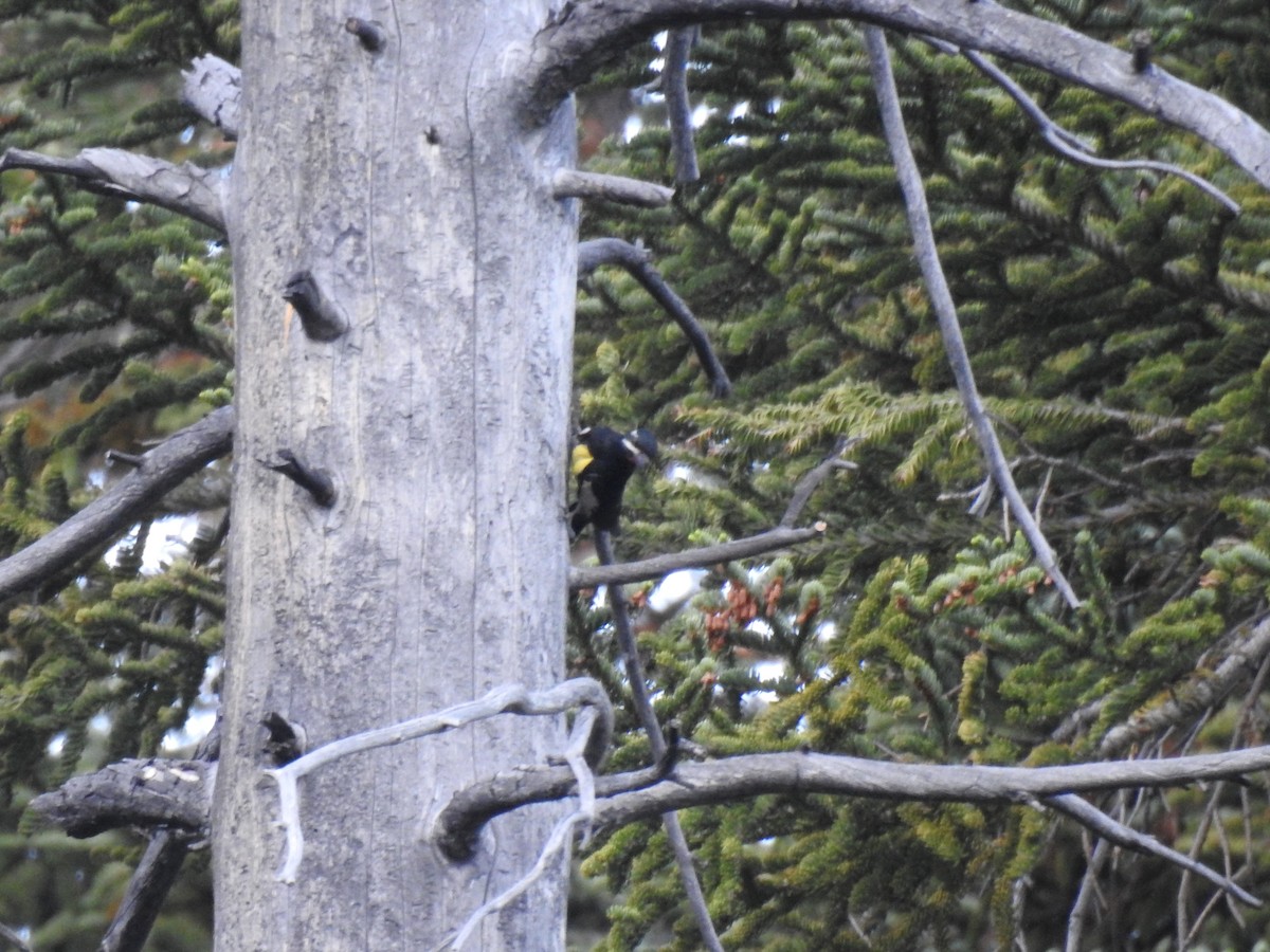 Williamson's Sapsucker - ML518751751