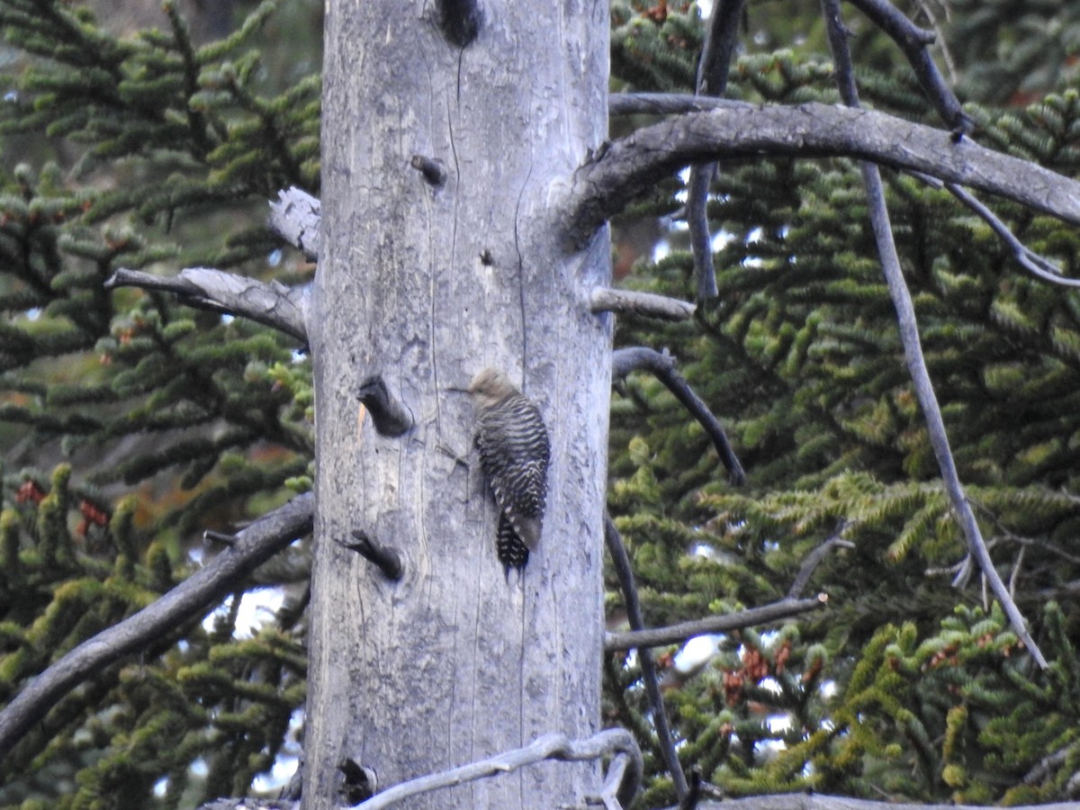 Williamson's Sapsucker - ML518751761