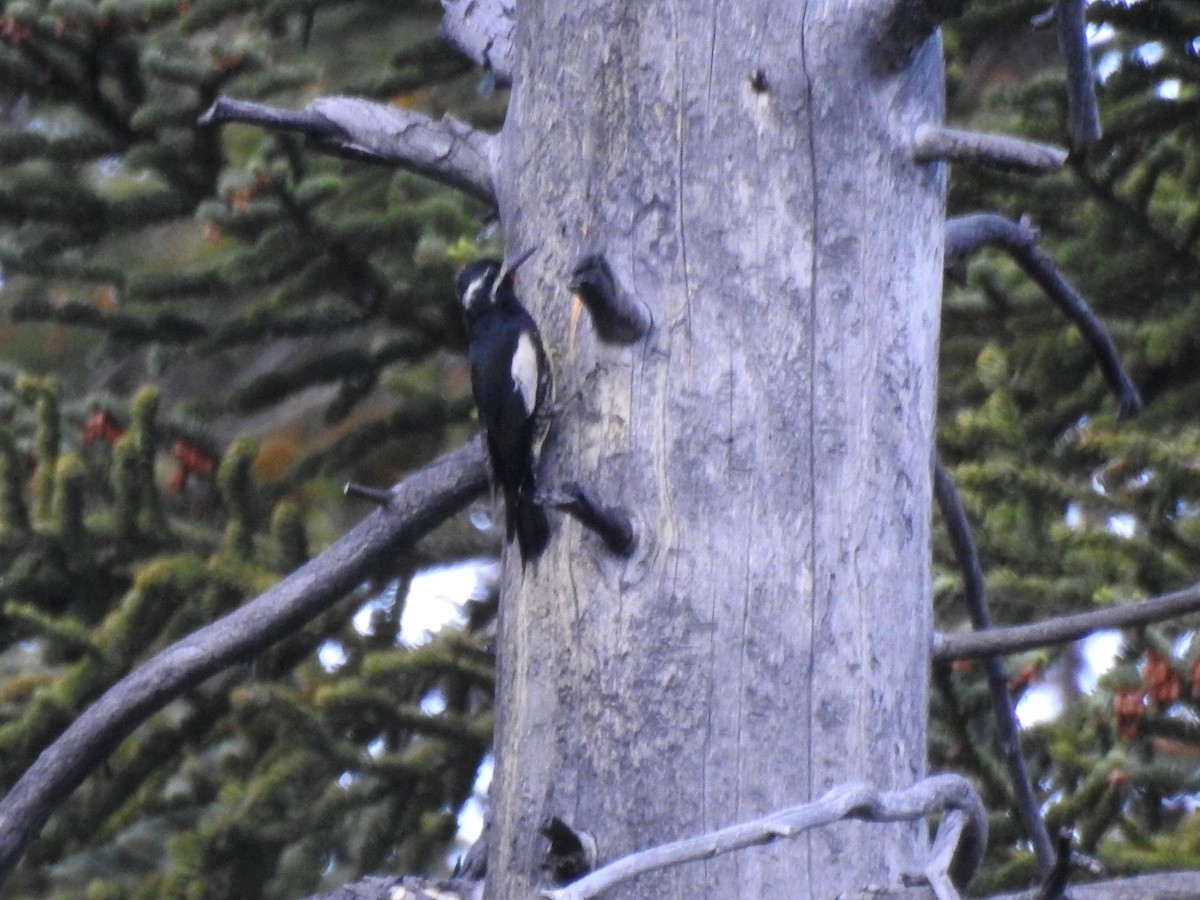 Williamson's Sapsucker - Sandra Blair