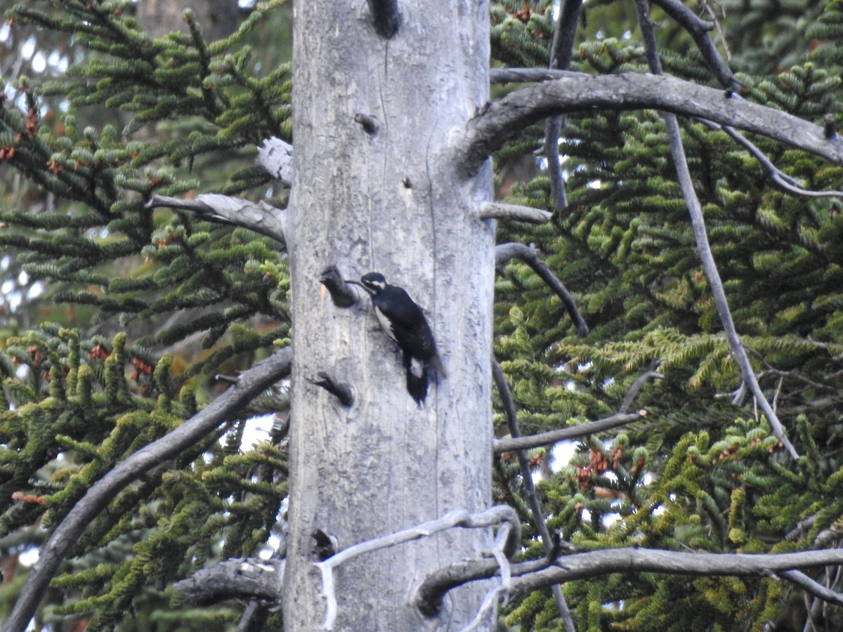 Williamson's Sapsucker - ML518751801