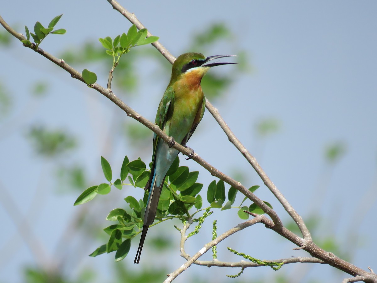 Blue-tailed Bee-eater - Blair Dudeck