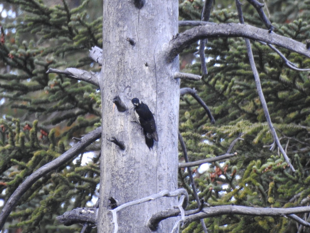 Williamson's Sapsucker - ML518751811