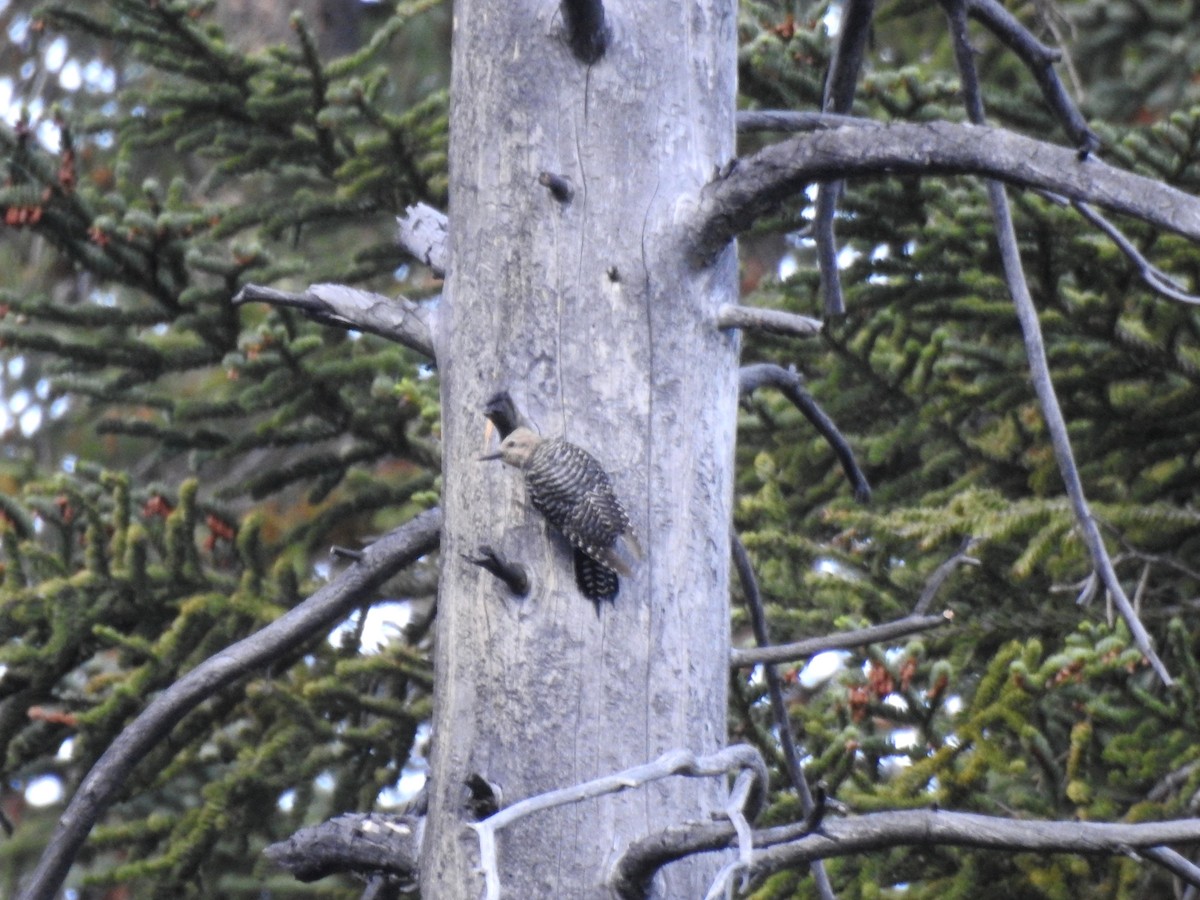 Williamson's Sapsucker - ML518751821