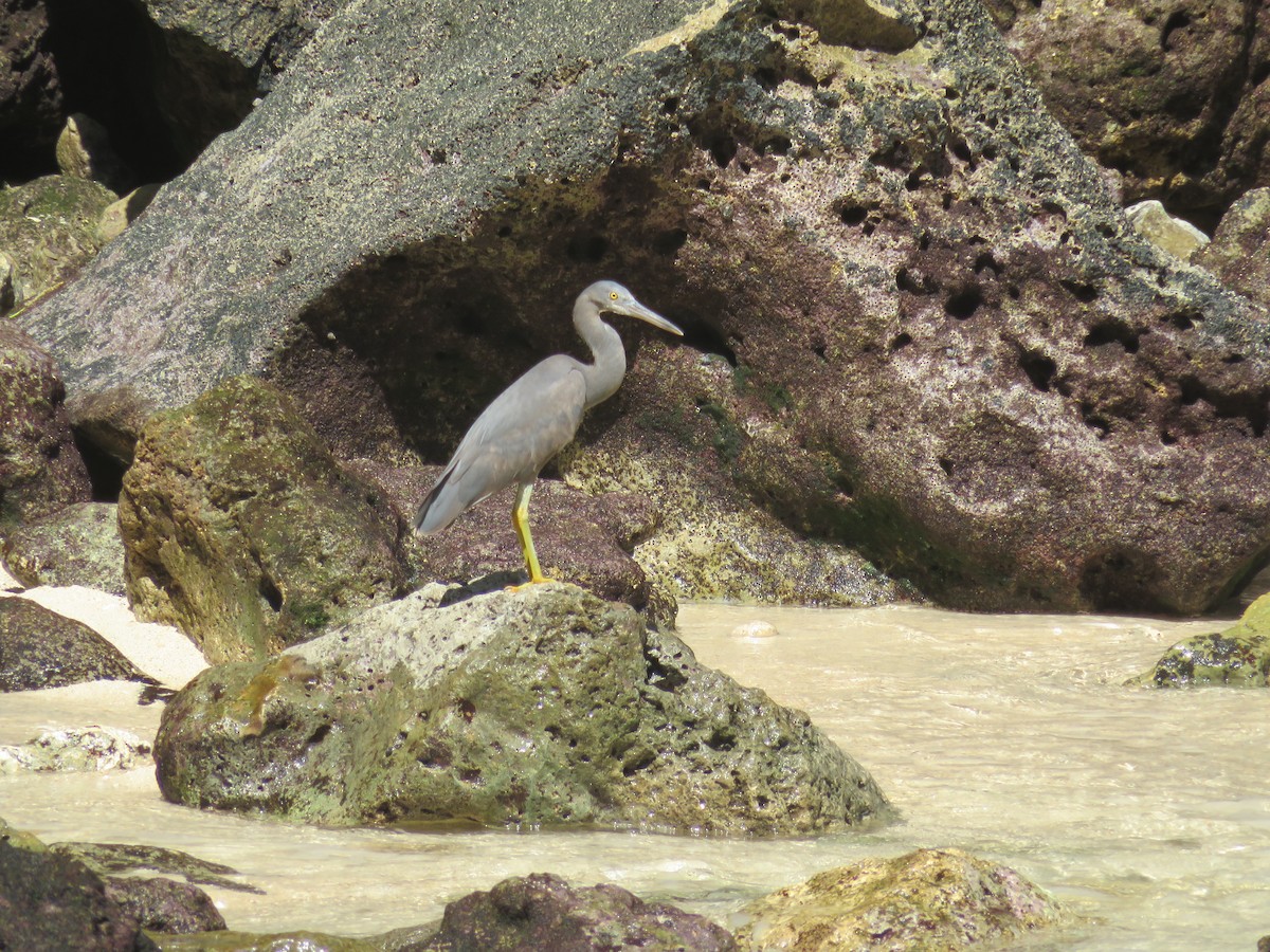 Pacific Reef-Heron - ML51875191