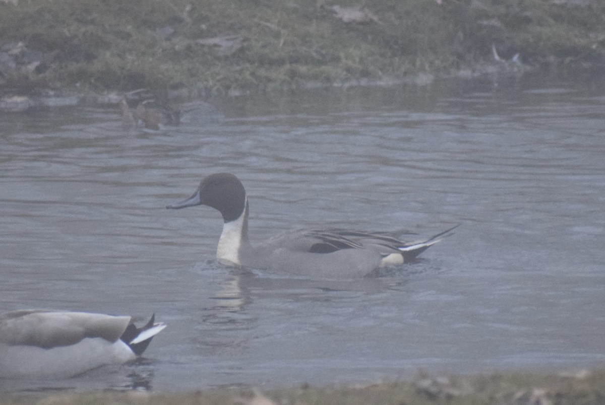 Northern Pintail - ML518752341