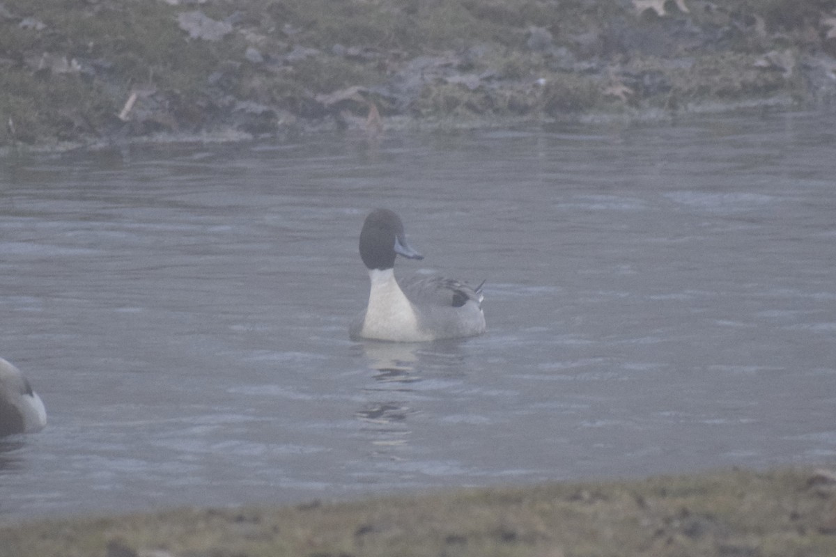 Northern Pintail - ML518752351