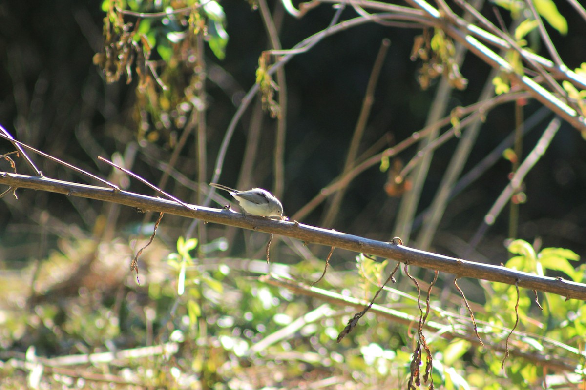 Blue-gray Gnatcatcher - ML518752551