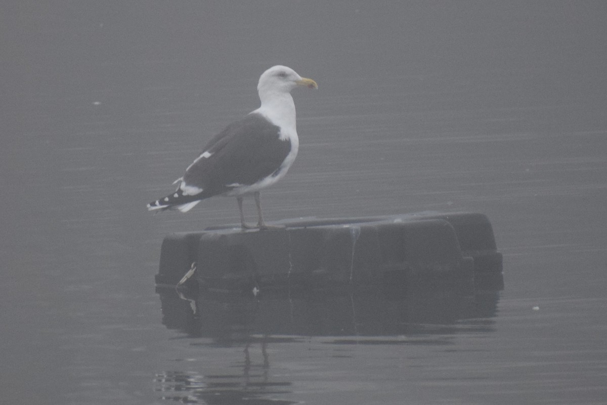 Great Black-backed Gull - ML518752571