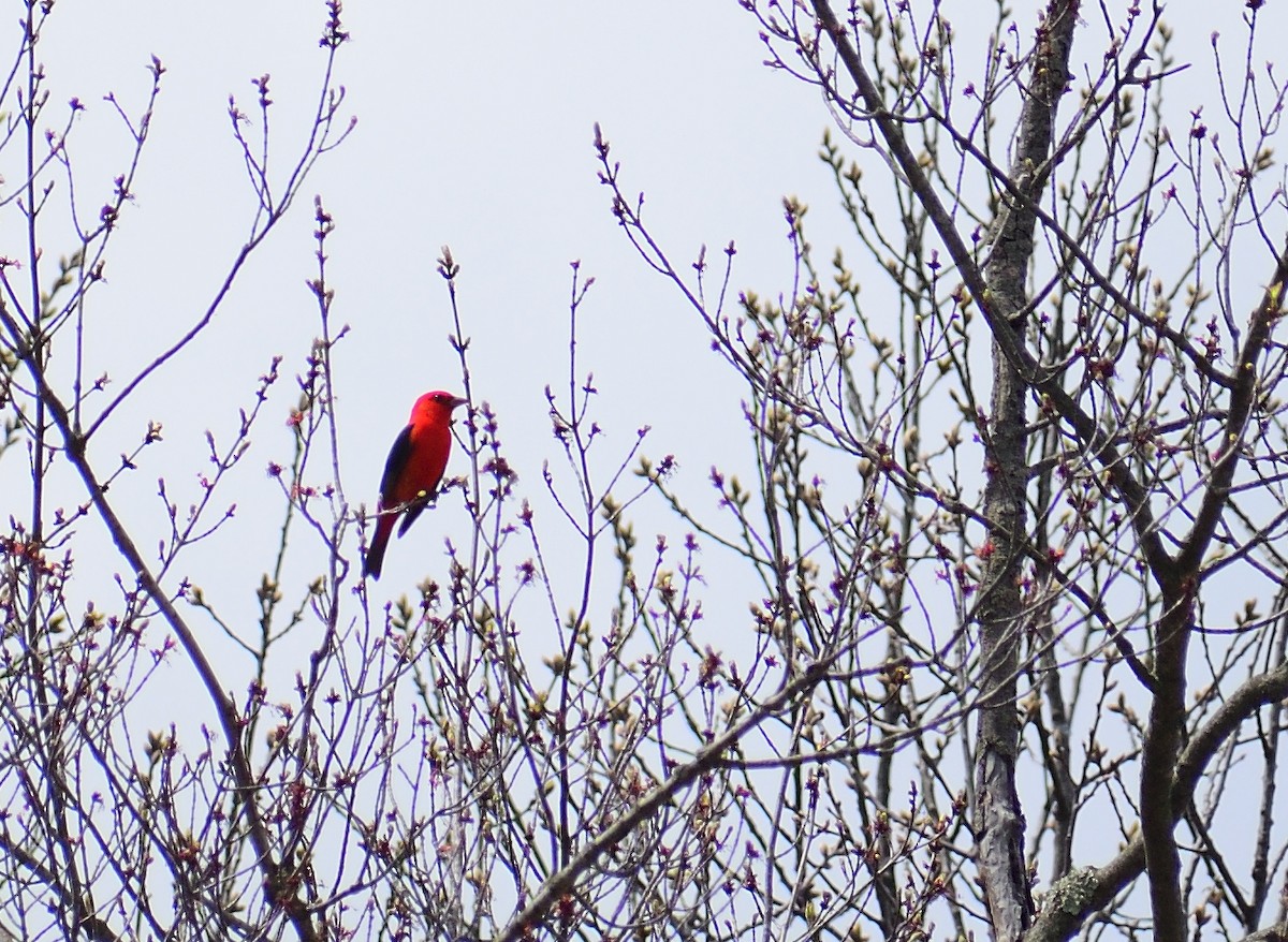 Scarlet Tanager - ML518752791