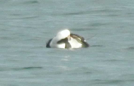 Long-tailed Duck - ML518752911