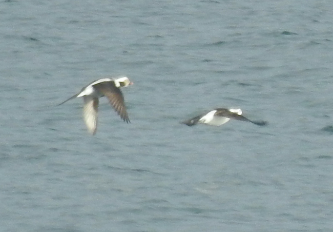 Long-tailed Duck - ML518752921