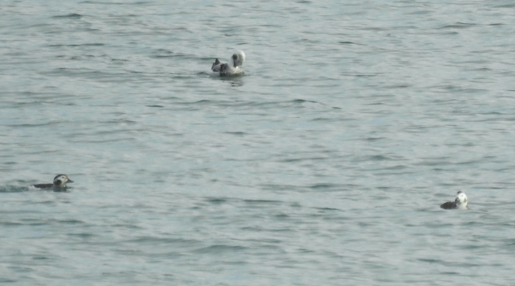 Long-tailed Duck - ML518752931
