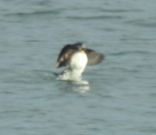 Long-tailed Duck - ML518752941