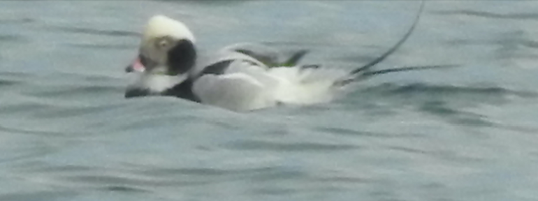 Long-tailed Duck - ML518752951