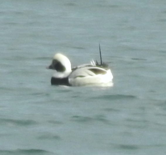 Long-tailed Duck - Lisa Nelson