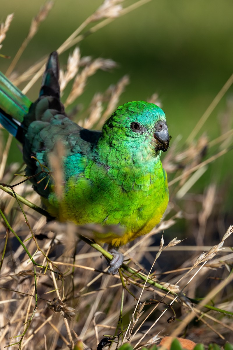 Red-rumped Parrot - ML518753231