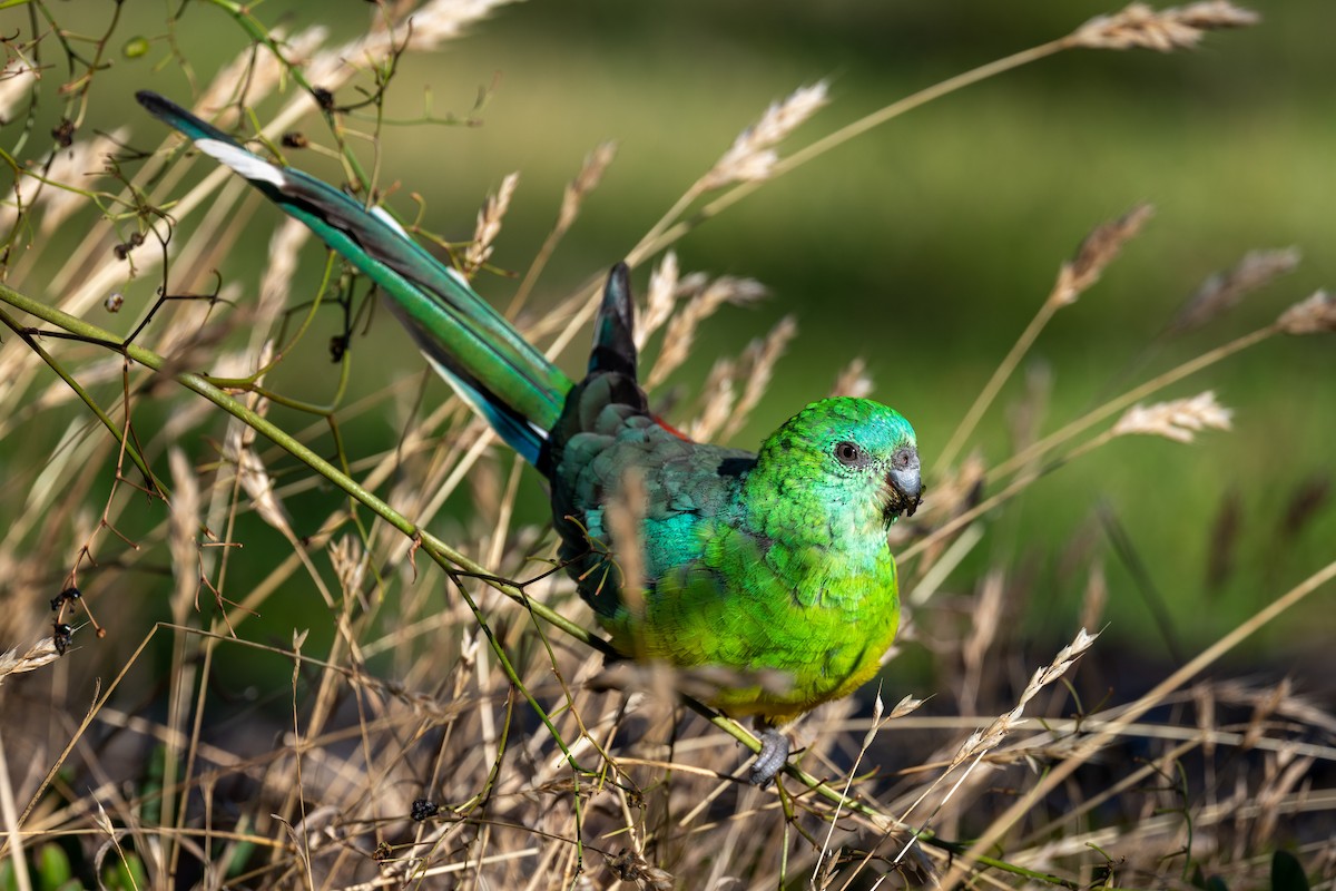 Red-rumped Parrot - ML518753251