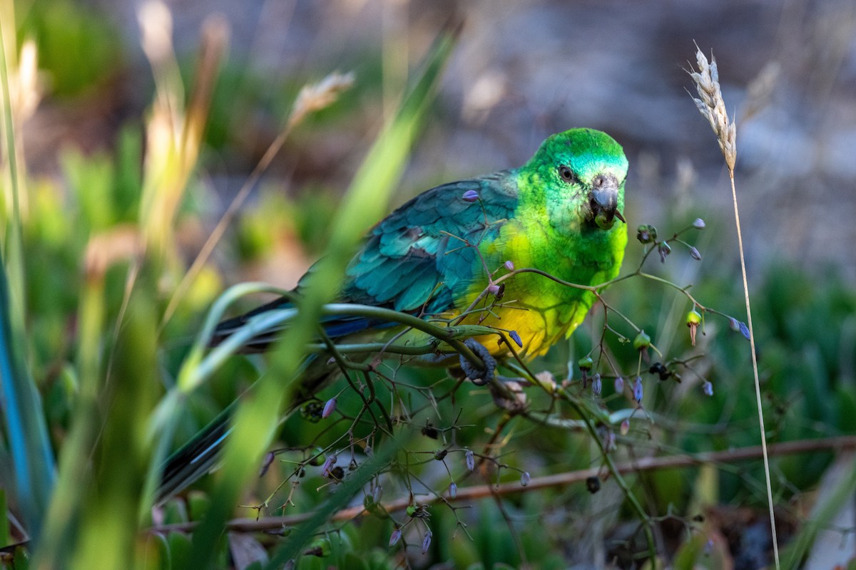Red-rumped Parrot - ML518753261
