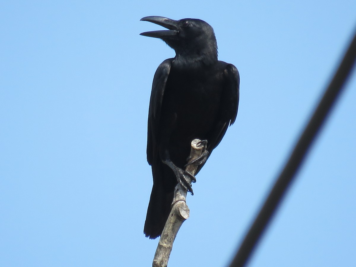 Large-billed Crow - ML51875461