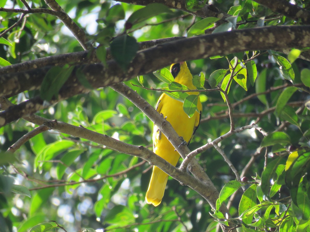 Black-naped Oriole - ML51875591