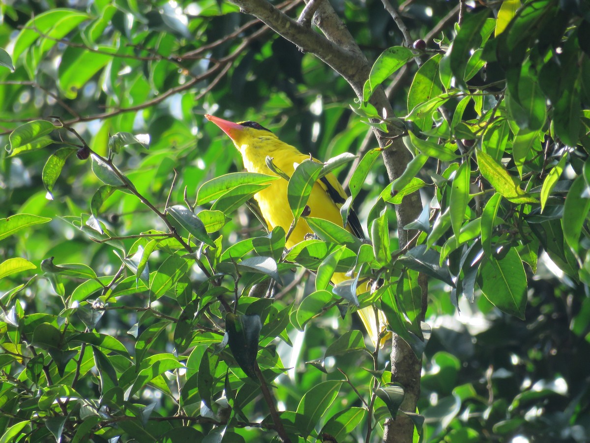 Black-naped Oriole - Blair Dudeck