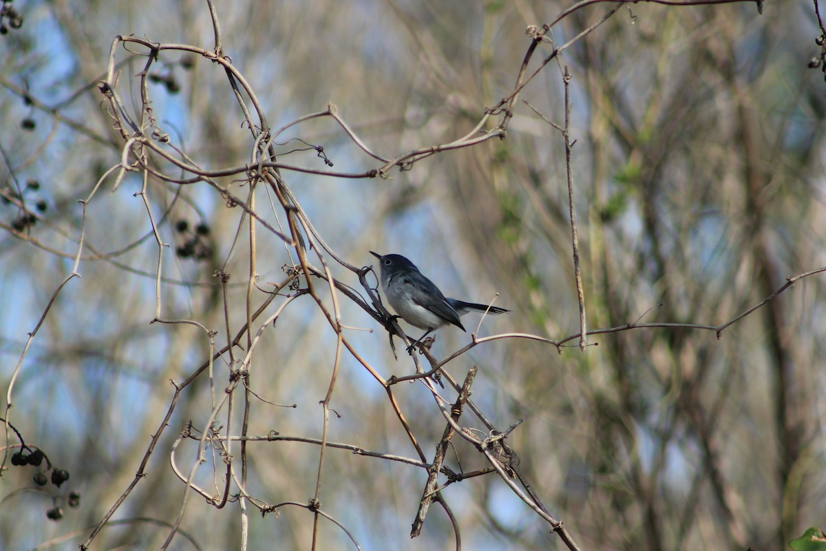 Blue-gray Gnatcatcher - ML518756811