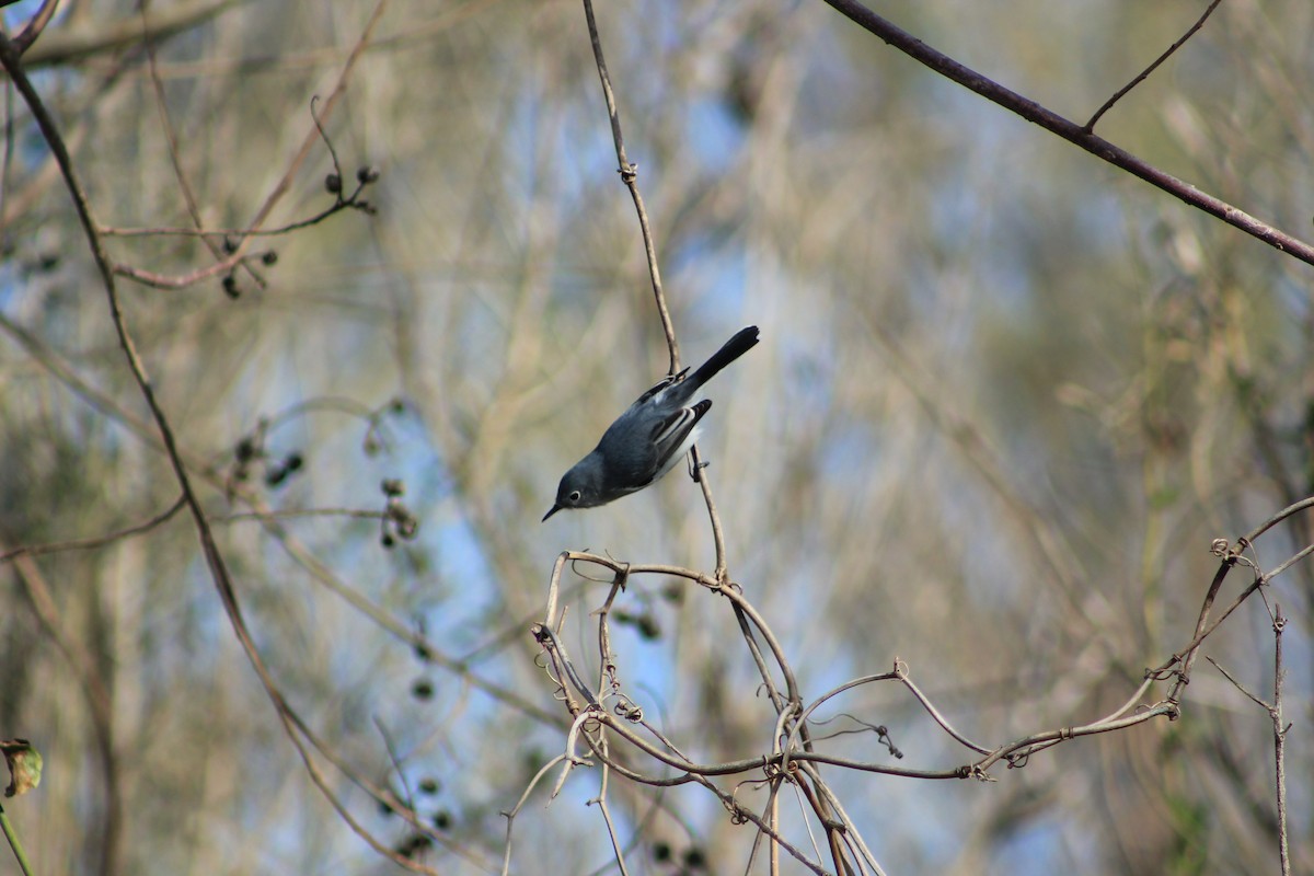 Blue-gray Gnatcatcher - ML518756821