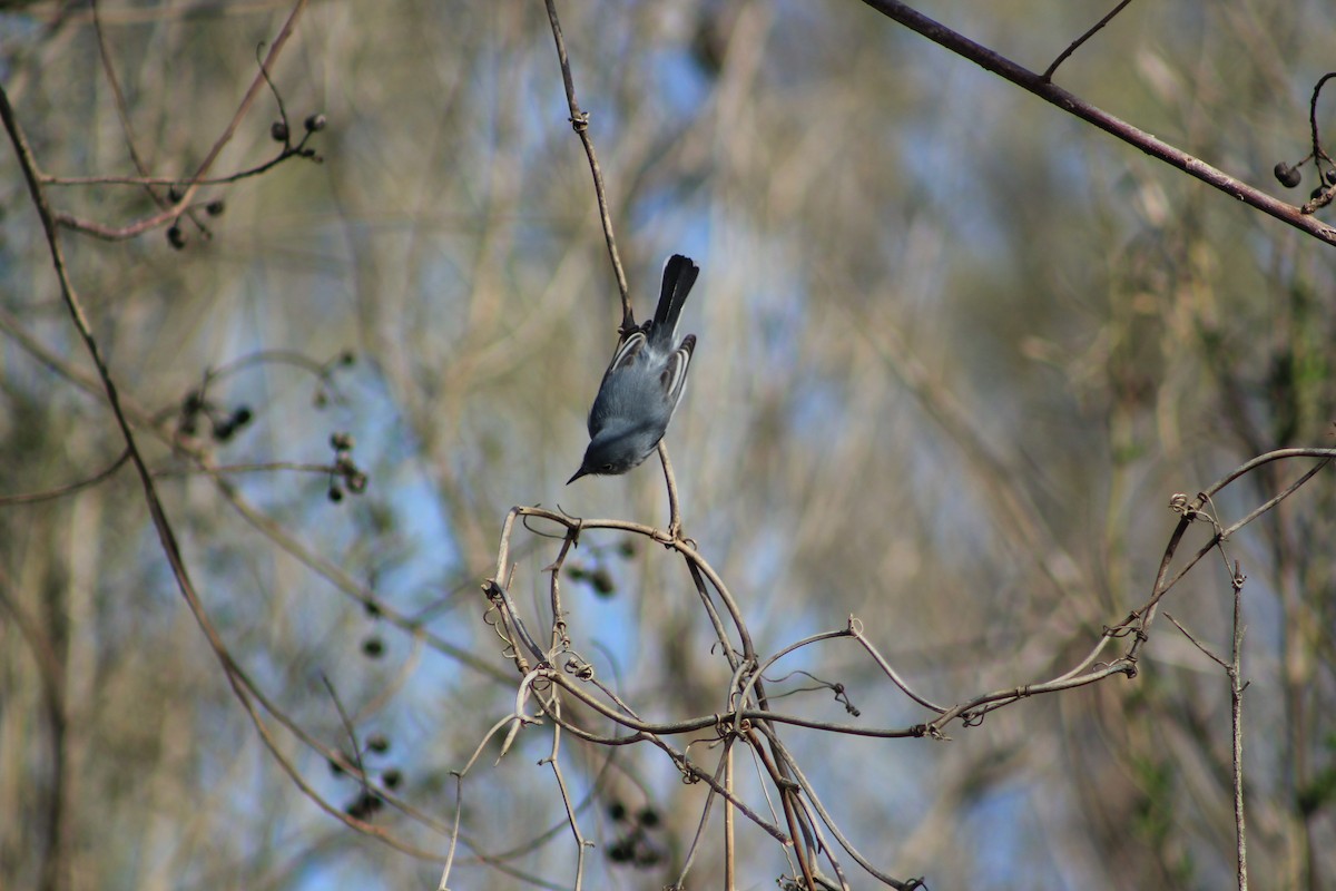 Blue-gray Gnatcatcher - ML518756831