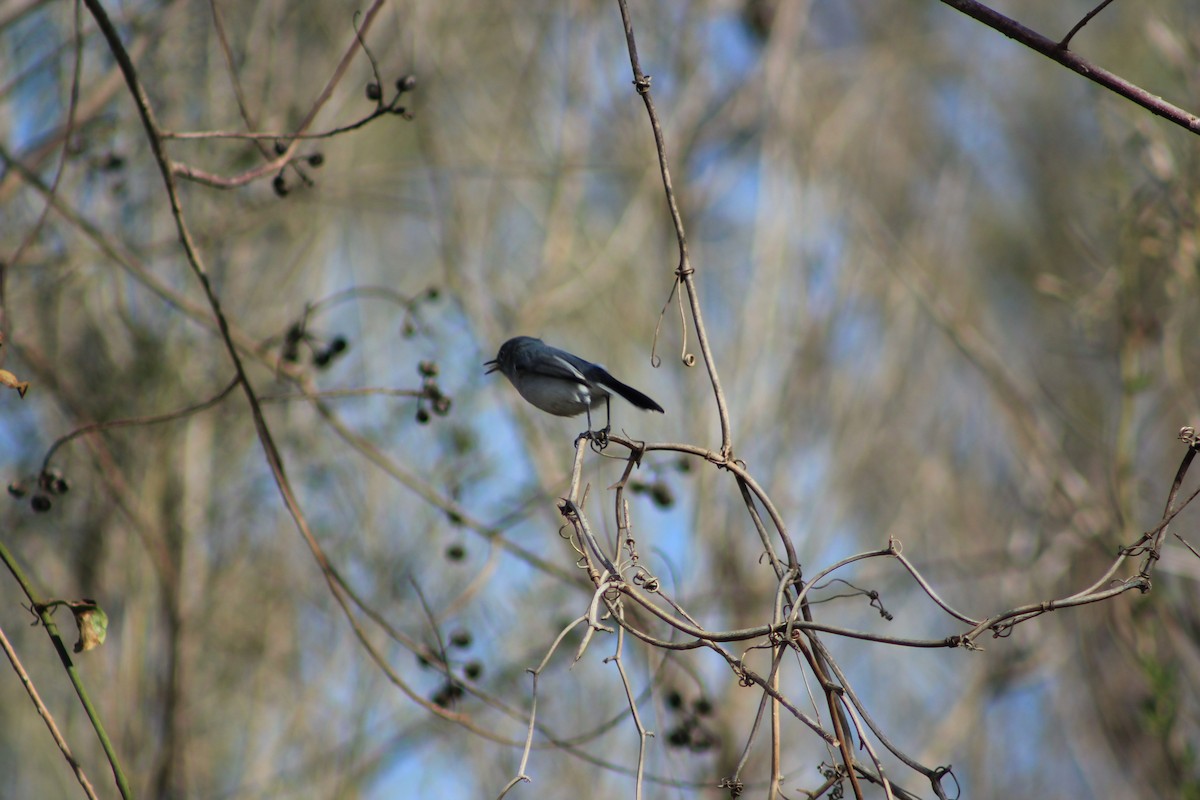 Blue-gray Gnatcatcher - ML518756841