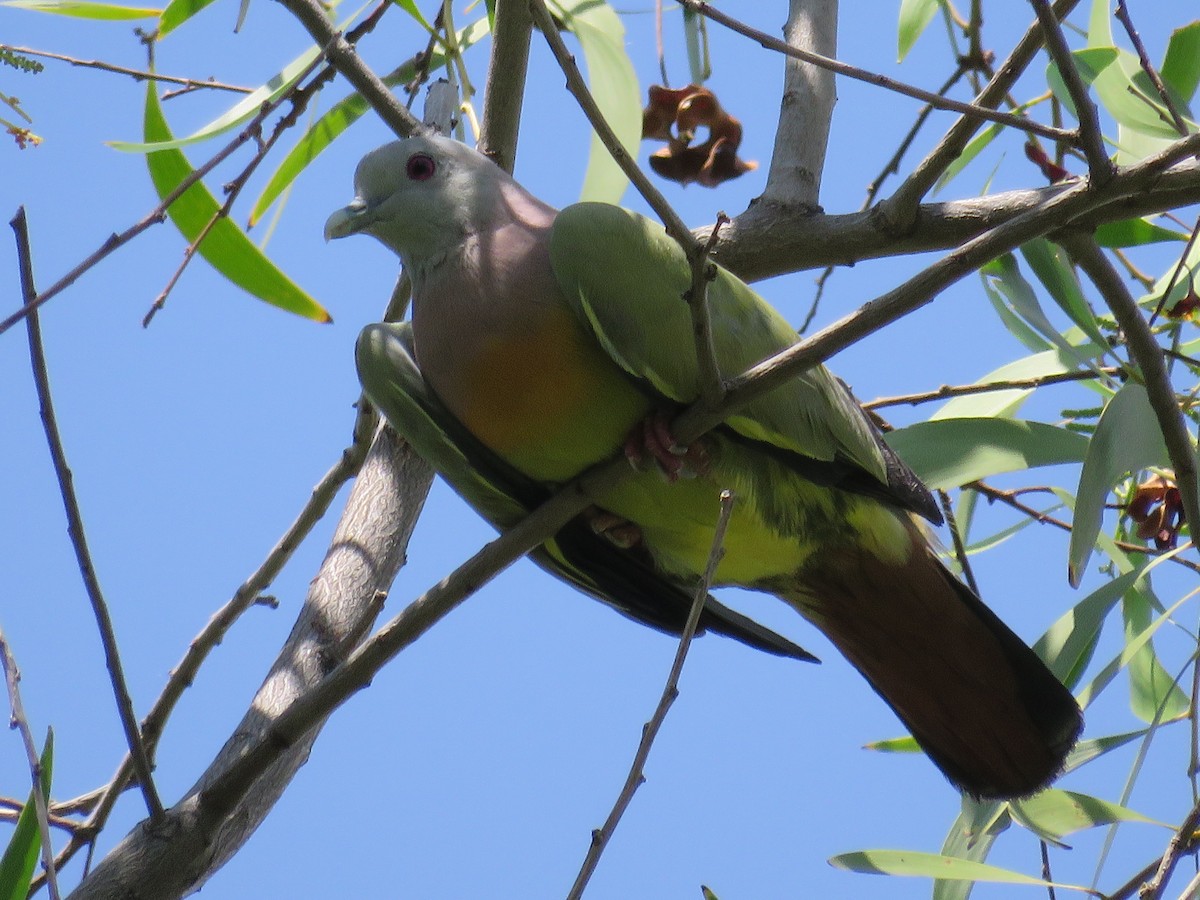 Pink-necked Green-Pigeon - ML51875801