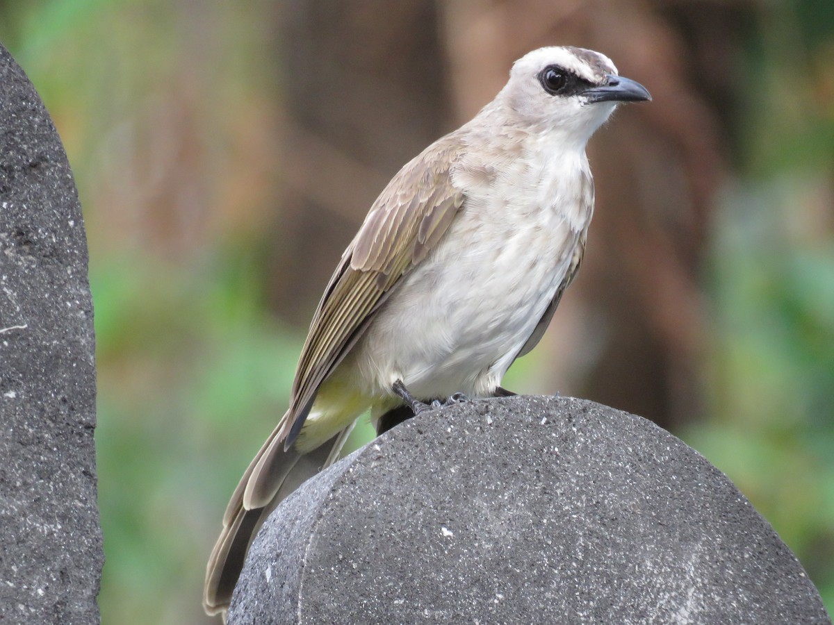 Yellow-vented Bulbul - ML51875811