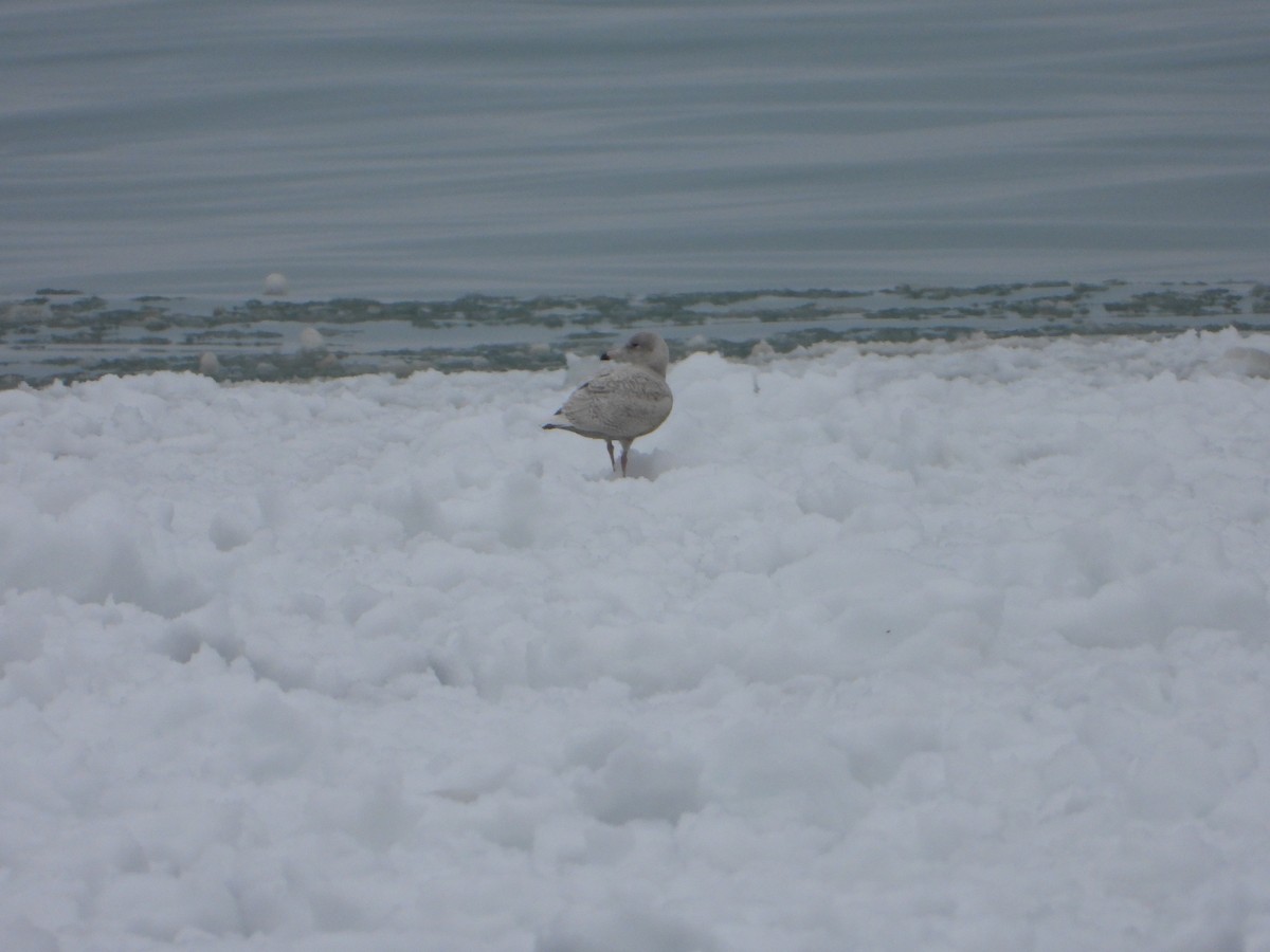 Glaucous Gull - ML518758861